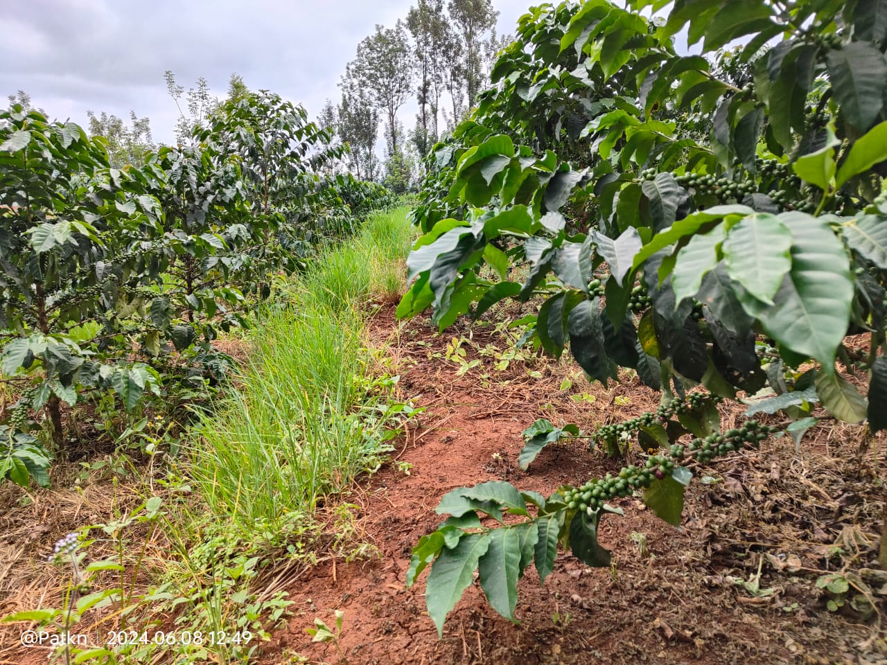 Crops cultivated due to HASA